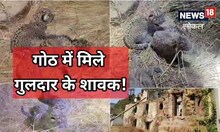 आबादी के बीच आकर गुलदार ने 3 शावकों को जन्म दिया, गांव में दहशत का माहौल