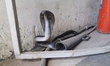 COBRA VIDEO: फैक्ट्री में निकला कोबरा तो डर के मारे काम छोड़कर दौड़े मजदूर, फिर क्या हुआ?