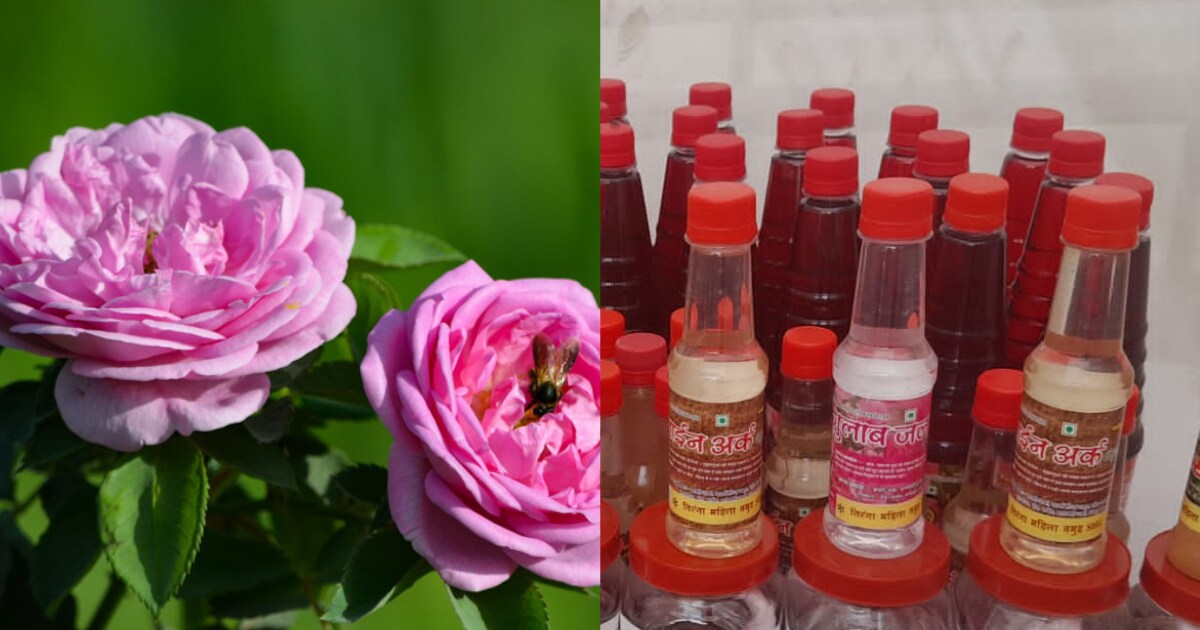 Agriculture News हल्दीघाटी की फिजाओं में महकी चैत्री गुलाब की खुशबू