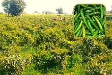Success Story : भरतपुर के किसान मिर्च की खेती से हो रहे हैं मालामाल, कमाई जानकर चौंक जाएंगे