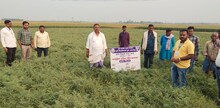 समस्तीपुर न्यूज़ : किसान फसल चक्र अपनाकर बचा सकते हैं फ़ील्ड की उर्वरा शक्ति, अपनाएं यह प्रक्रिया