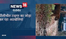 पीलीभीत टाइगर रिजर्व में मस्ती में अठखेलियां करते दिखे बाघ-बाघिन, Video Viral