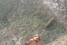 उत्तराखंड: तार में फंसी मिली उड़ने वाली दुर्लभ गिलहरी, 70 साल पहले माना जा चुका था विलुप्त