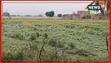 MP Weather: बेमौसम बरसात ने छीना किसानों का चैन, खड़ी फसल पर कहर बनकर टूटी बारिश
