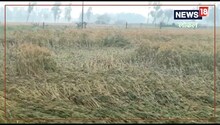 Amethi News: बे-मौसम बरसात से बर्बाद हुई किसानों की फसल, विभाग कर रहा है यह काम