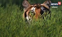 Pilibhit Tiger Reserve: दर्शन कर लौट रहे श्रद्धालुओं को हुए टाइगर के दीदार, See Video