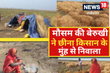 Lakhisarai News: किसानों के लिए आफत बनकर बरसी बारिश, हजारों हैक्टेयर फसल बर्बाद