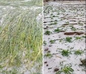 सिवनी में बेमौसम बारिश और ओलावृष्टि से फसल बर्बाद, किसानों ने की मुआवजे की मांग