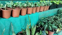 Good News: प्लांट लवर हैं, तो जरूर जाइए गाजियाबाद की नर्सरी गली, मन मोह लेंगे रंग-बिरंगे फूल