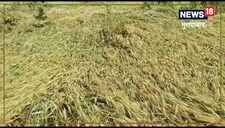 Moradabad News: 2 दिन की बरसात से गेहूं की फसल को भारी नुकसान, किसान चिंतित