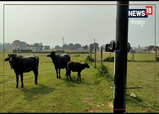फसल
