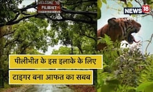 पीलीभीत टाइगर रिजर्व से निकल कर आबादी में आया बाघ, ग्रामीणों के लिए बना आफ़त
