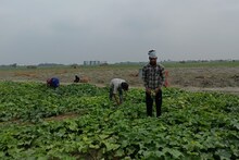 Saharsa News : कभी जहां थे रेत के टीले, अब किसानों की मेहनत लाई रंग लहलहा रहे खीरे और तरबूज के पेड़