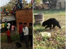 मिर्जापुर में भालू ने ग्रामीणों पर किया जानलेवा हमला, लोगों ने घर में किया बंद