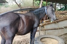 मिलिए घोड़ों के आशिक से, राजस्थान के इस सरपंच के पास हैं विदेशी नस्लें भी, कुल कीमत करोड़ों में