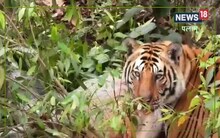 Wildlife: पलामू टाइगर रिजर्व में ट्रैप कैमरे में दिखा बाघ, छत्तीसगढ़ क्षेत्र से पलामू में किया प्रवेश