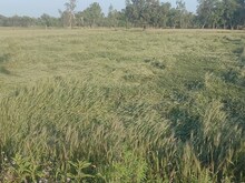 UP: बारिश से नुकसान हुई फसल का मिलेगा मुआवजा, किसान जान लें पूरी प्रक्रिया