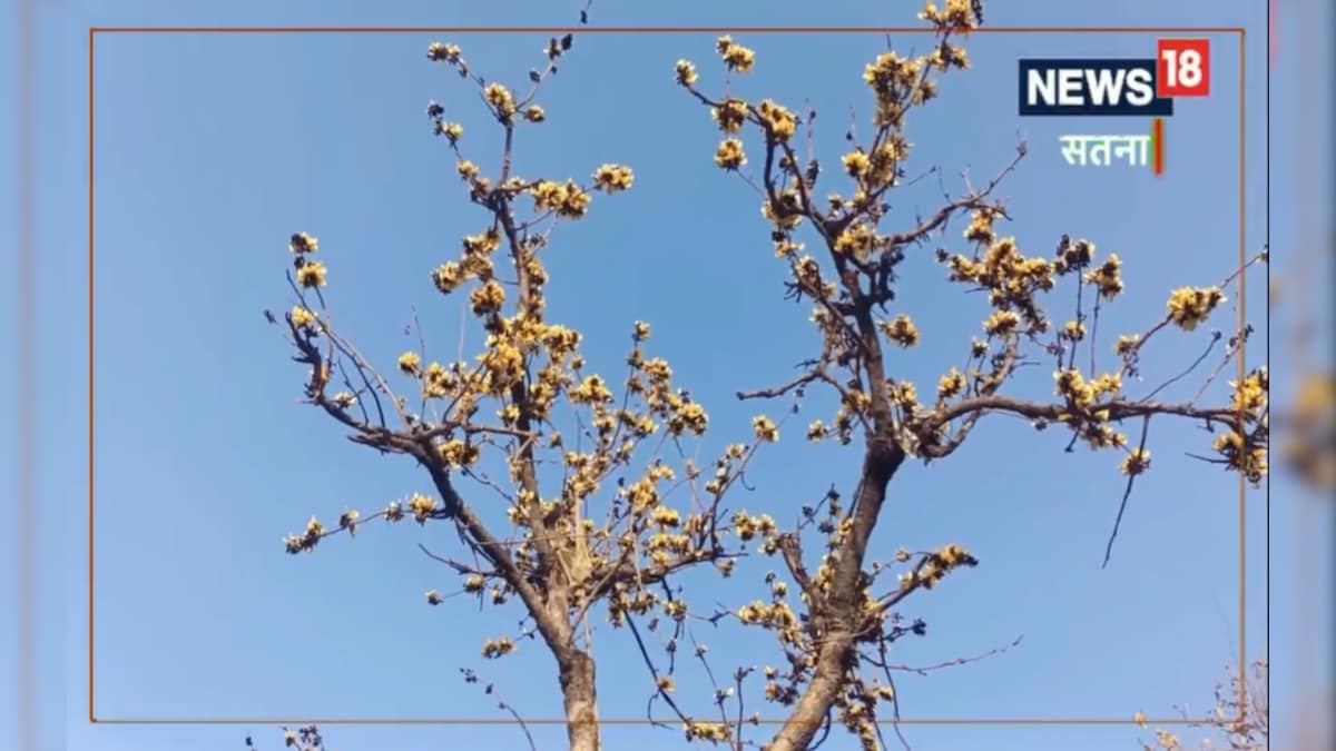 OMG: इस पेड़ के फूल को रखने से बरसता है घर और दुकान में धन, जानिए भगवान ...