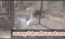 Arif Saras Story: आरिफ से एक बार फिर जुदा हुआ सारस, भेजा गया कानपुर चिड़ियाघर, जानें मामला