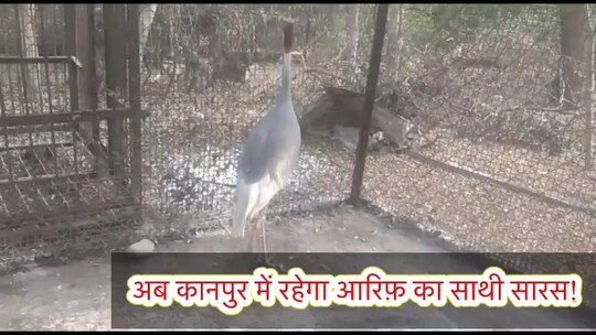 सारस