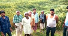 Samastipur News: बारिश-तूफान से बर्बाद हो गई फसल, सहायता के लिए 31 मार्च तक करें आवेदन