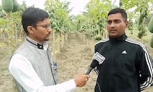 रिटायर्ड होकर राजेश ने शुरू की पपीता की खेती, अब हो रहा लाखों का मुनाफा