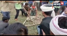 Chitrakoot News : तेंदुए ने गाय के बछड़े को बनाया निवाला, कड़ी मशक्कत के बाद वन  विभाग ने तेंदुए को पकड़ा