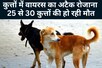 कुत्तों पर पार्वो वायरस का अटैक...रोजाना हो रही 25-30 की मौत, जानें बचाव