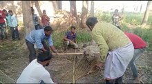Siwan News: बंदरों ने 10 लोगों को काटकर किया जख्मी, 4 घंटे की मशक्कत के बाद रेस्क्यू टीम ने एक को पकड़ा