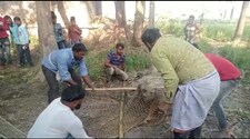 Siwan News: बंदरों ने 10 लोगों को काटकर किया जख्मी