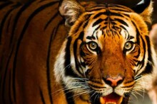 Jungle News: अंबिकापुर में जंगल में लकड़ी लेने गए युवकों पर बाघ का हमला, 1 की मौत, 2 गंभीर घायल