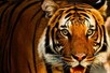 अंबिकापुर में जंगल में लकड़ी लेने गए युवकों पर बाघ का हमला, 1 की मौत, 2 घायल