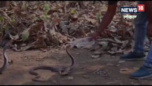 OMG! गुस्से से फुफकारते ज़हरीले कोबरा को युवक ने पिलाया बोतल से पानी, Video वायरल