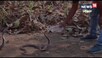 गुस्से से फुफकारते ज़हरीले कोबरा को युवक ने पिलाया बोतल से पानी, Video वायरल