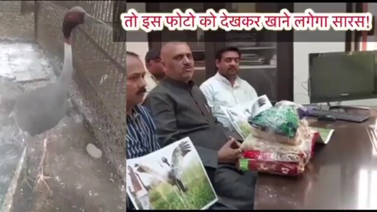 सारस