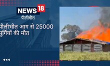 पीलीभीत में पोल्ट्री फार्म में लगी भीषण आग, हादसे में 25 हज़ार मुर्गियां ज़िंदा जलीं