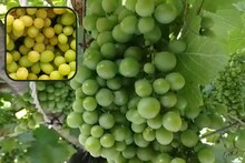 Success Story: किसान ने शुरू की अंगूर की खेती, अब हो रही सालाना 15 लाख रुपए की आमदनी