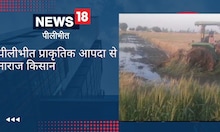 पीलीभीत: किसान ने 3 एकड़ में खड़ी गेहूं की फसल पर चलाया ट्रैक्टर, जानिए वजह