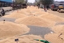 Baran News: गेहूं की बंपर आवक, अच्छे दाम मिलने से किसानों के किसानों के चेहरे खिले