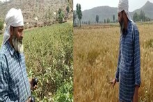 Alwar News : जैविक फसलों के दोगुने मिल रहे हैं दाम, किसान हो रहे हैं मालामाल