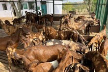 Dungarpur News : इस नस्ल की बकरियों को पालकर आदिवासी कमा रहे अच्छा मुनाफा, जानिए इन बकरियों के बारे में