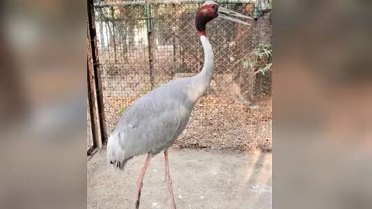 सारस