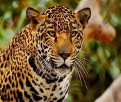 Leopard Attack: खेत में काम कर रहे किसानों पर पीछे से झपटा तेंदुआ, भगदड़ के बाद दहशत फैली