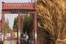 Alwar News: अलवर की मं​डी में आने लगा नया गेहूं, जानिए किस रेट पर हो रही खरीद