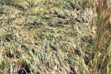 Crop Damage: बेमौसम बारिश से किसानों को नुकसान, इसबगोल और जीरे की 50% से ज्यादा फ़सल खराब