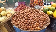 Korba News: औषधीय गुणों से भरपूर है तेंदू फल, खाने से बीमारियां हो जाती हैं ठीक! जानें खूबियां