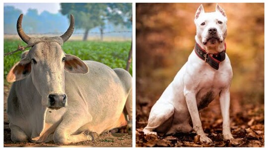 गाय कुत्ता पालने के लिए लखनऊ वासियों को चुकानी होगी महंगी कीमत.