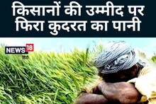 Weather News: आफत की बारिश से एक की मौत; किसानों की उम्मीदों पर ओले गिरे; रीवा बेहाल