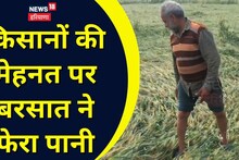 Ambala News: बारिश ने किसानों की मेहनत पर फेरा पानी, खेतों में खड़ी फसल तबाह, मांगा मुआवजा