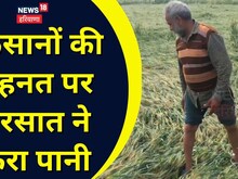 बारिश ने किसानों की मेहनत पर फेरा पानी, खेतों में खड़ी फसल तबाह